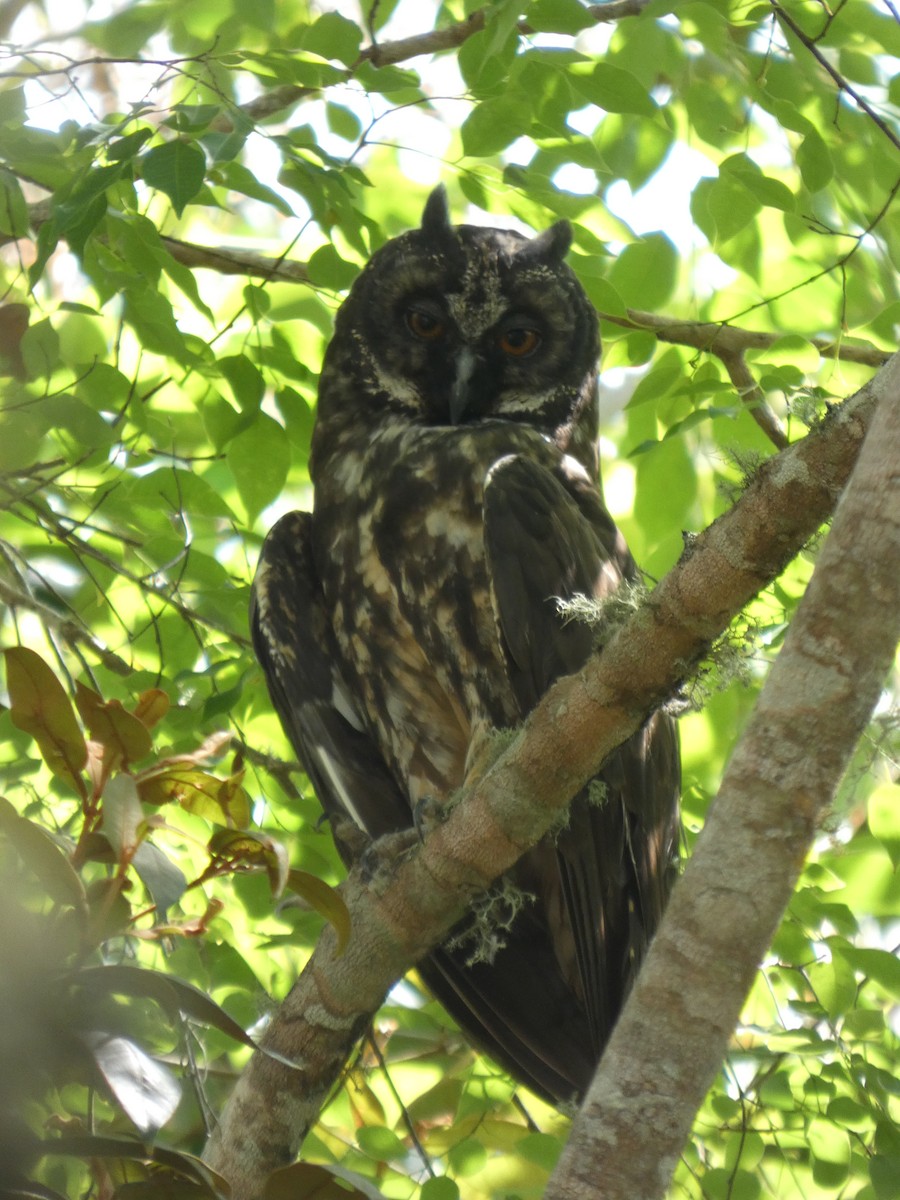 Stygian Owl - ML646460513