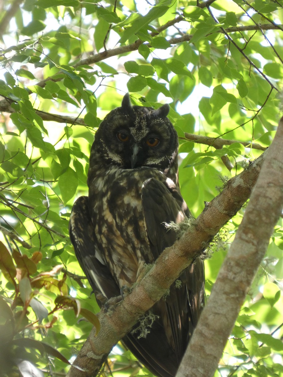 Stygian Owl - ML646460514
