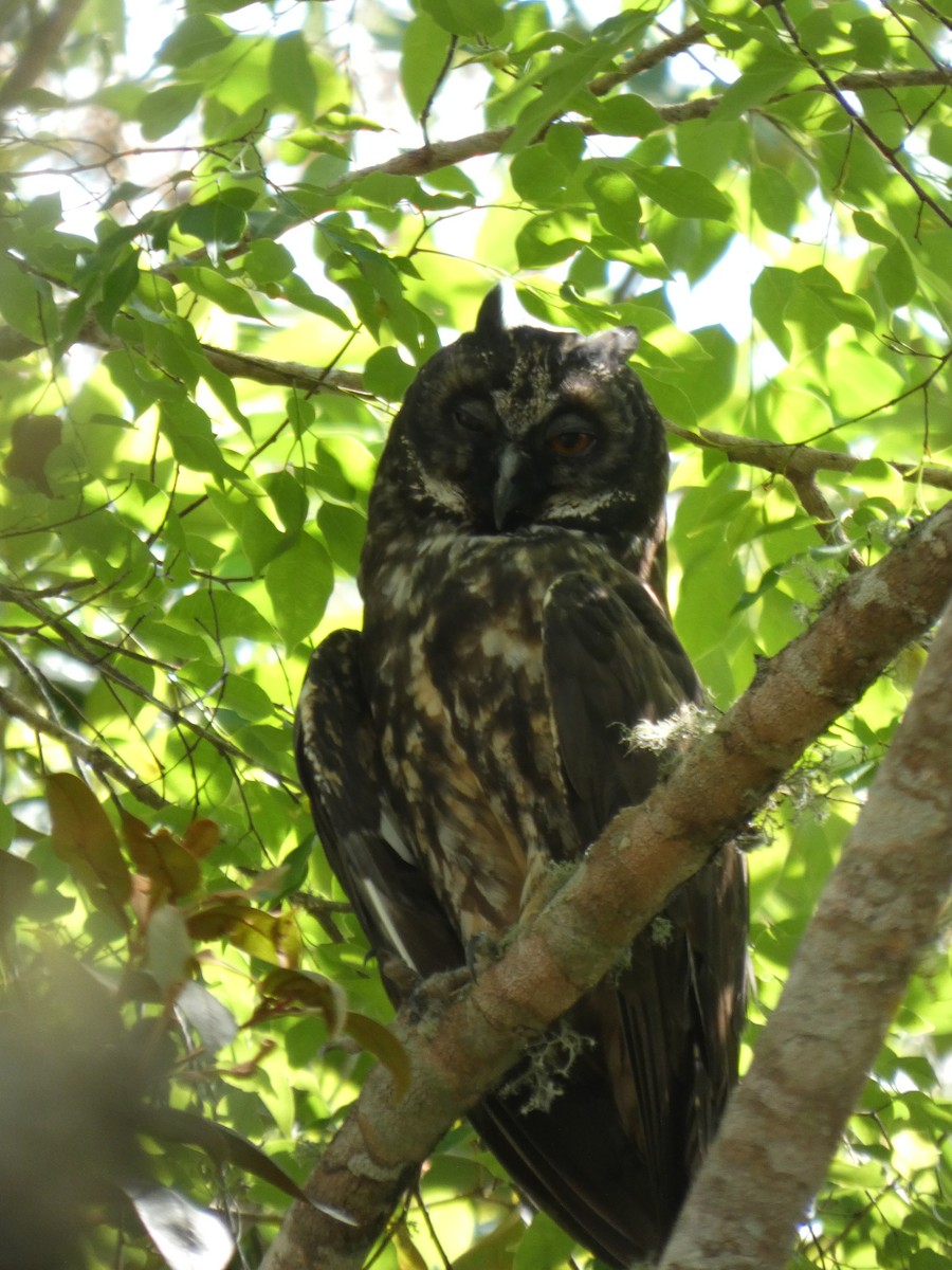 Stygian Owl - ML646460515
