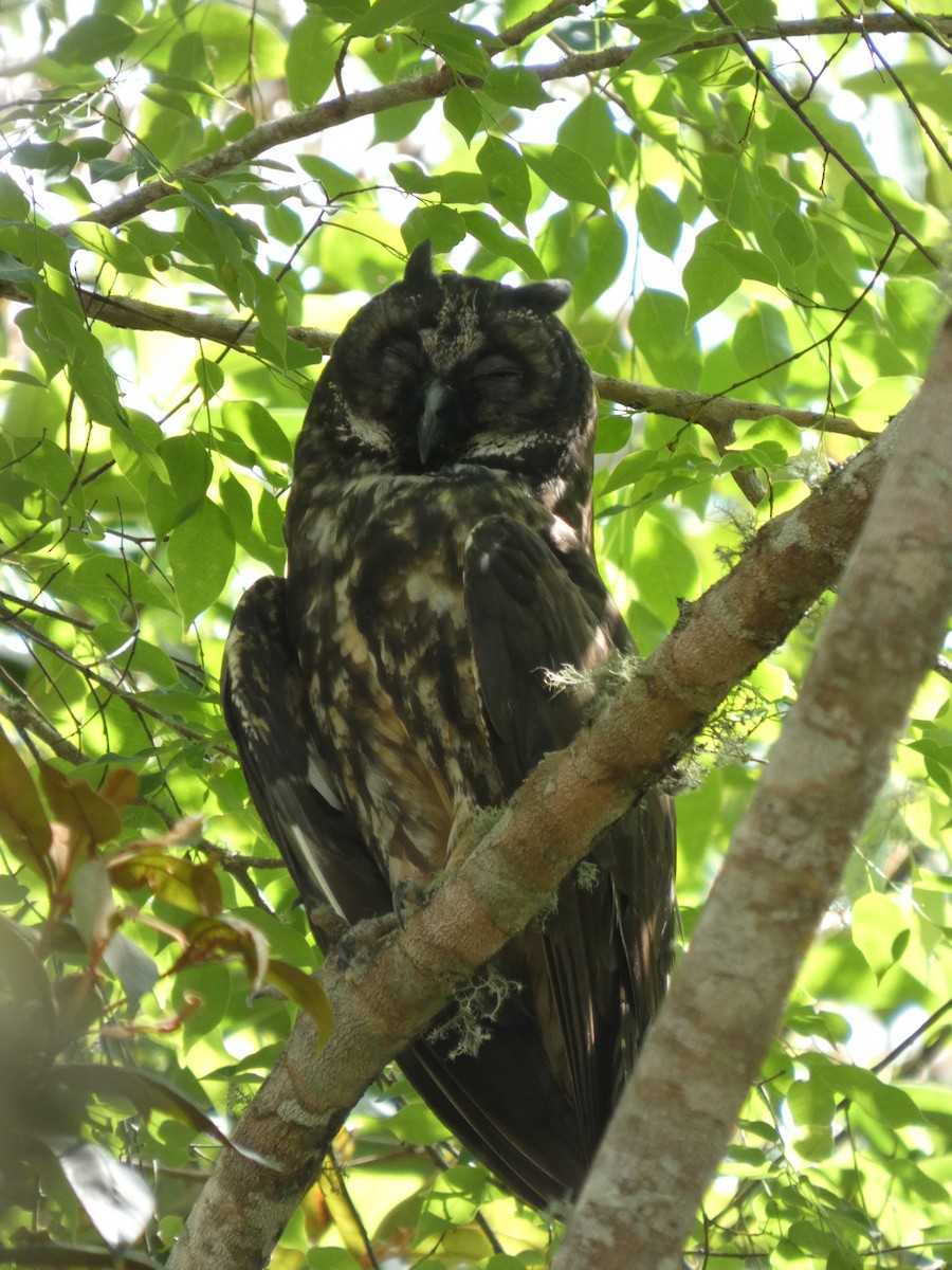 Stygian Owl - ML646460517