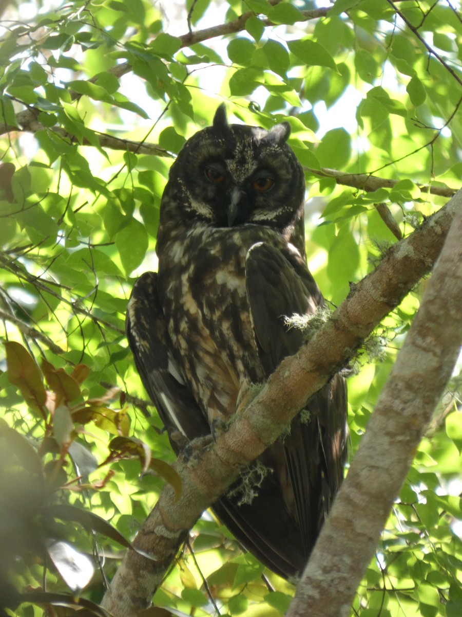 Stygian Owl - ML646460519