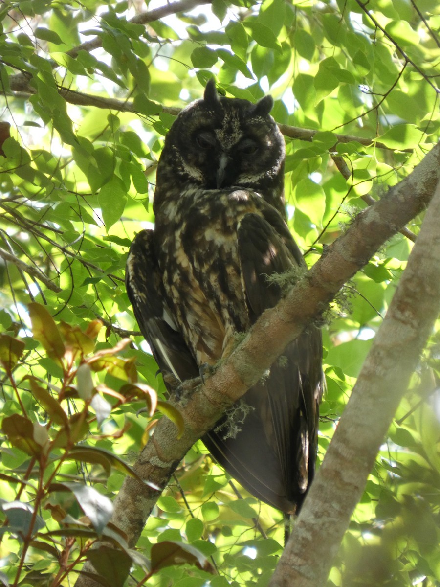 Stygian Owl - ML646460520
