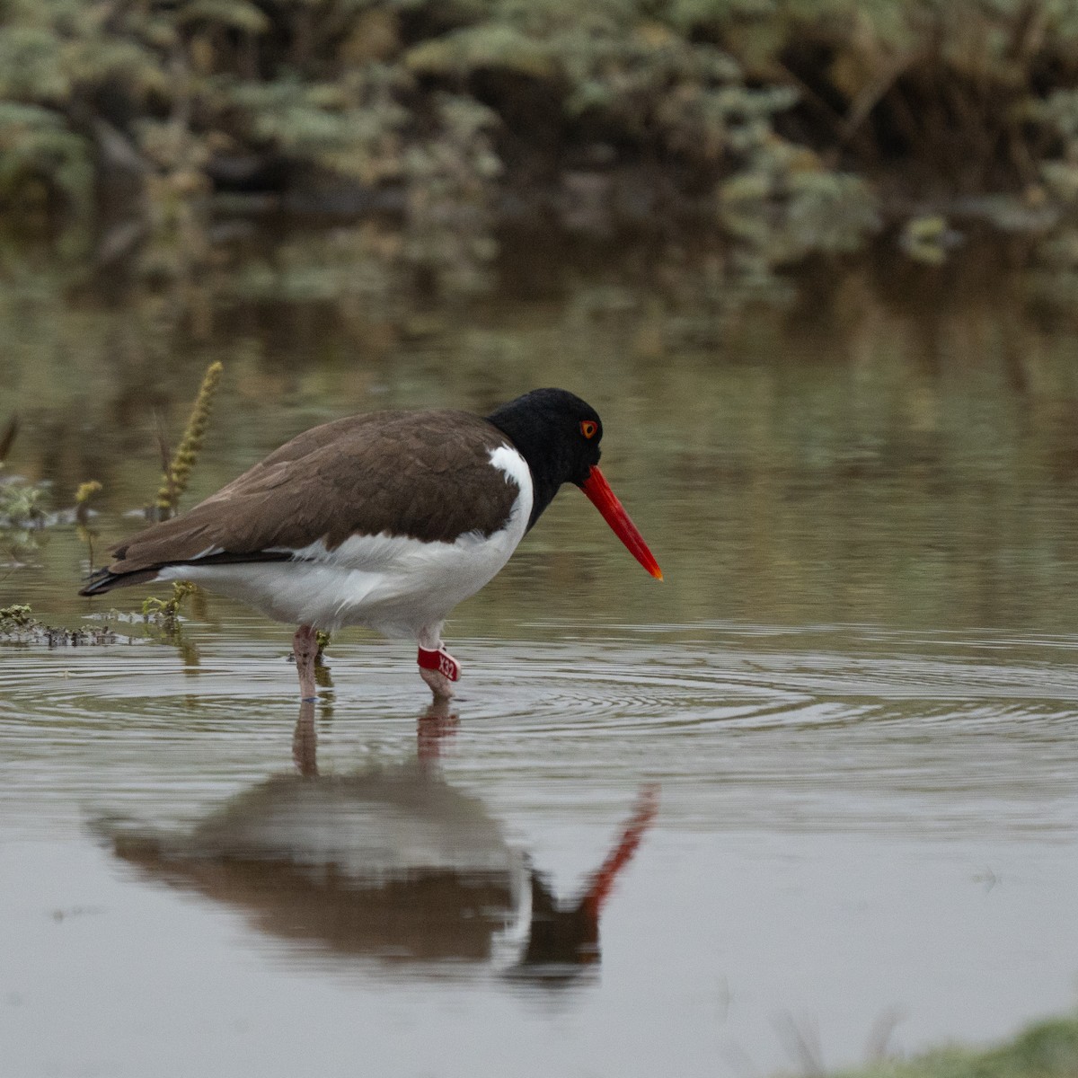 American Oystercatcher - ML646460531