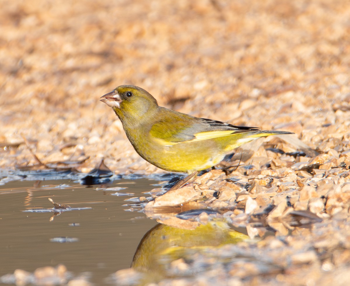 European Greenfinch - ML646460532