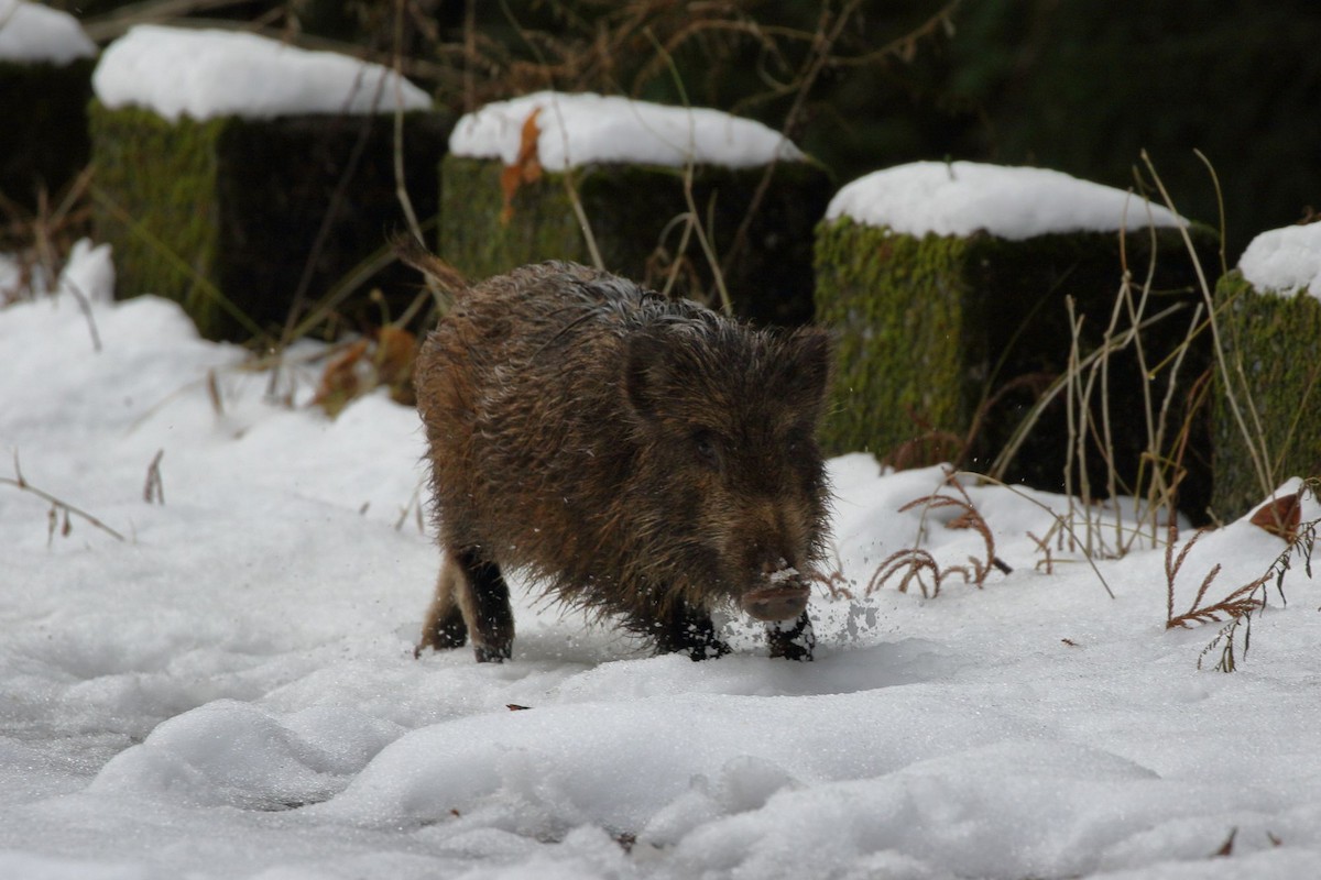 Animals - ML646460534