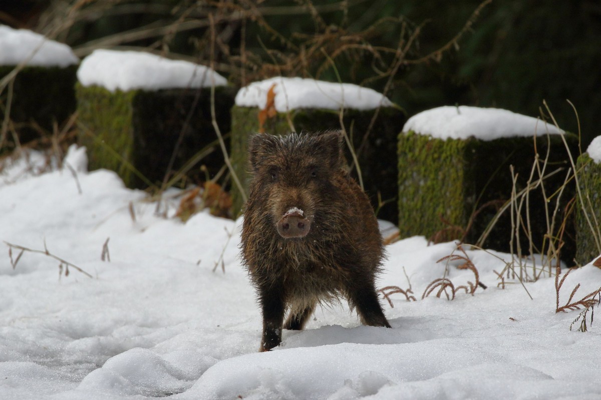 Animals - ML646460535