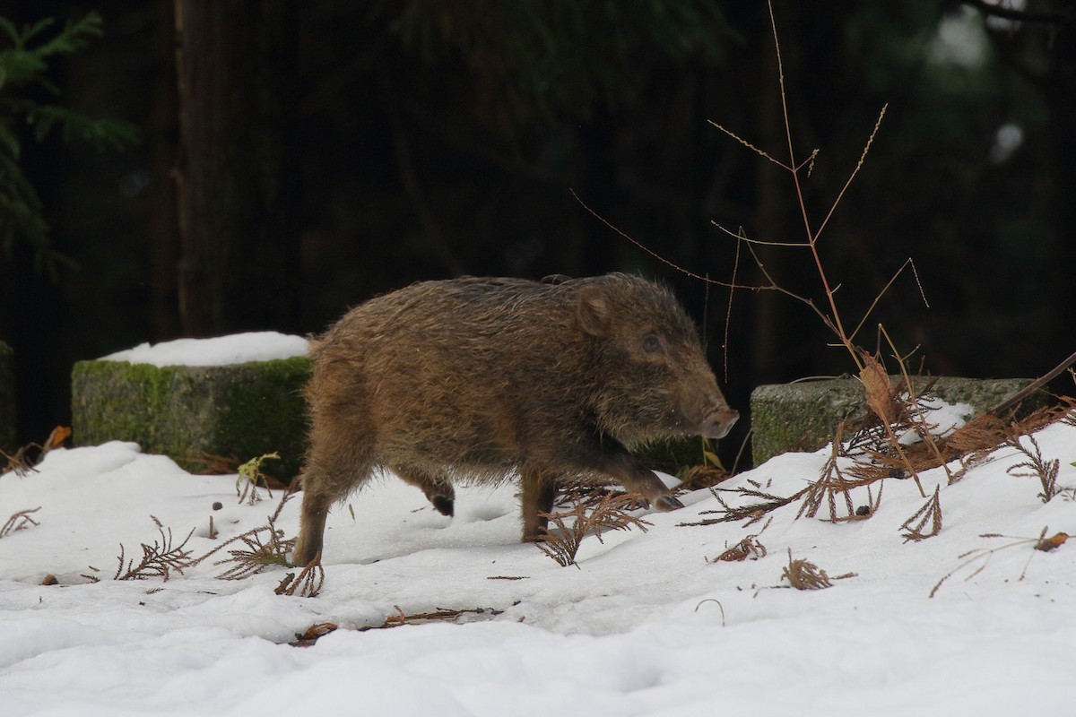 Animals - ML646460536