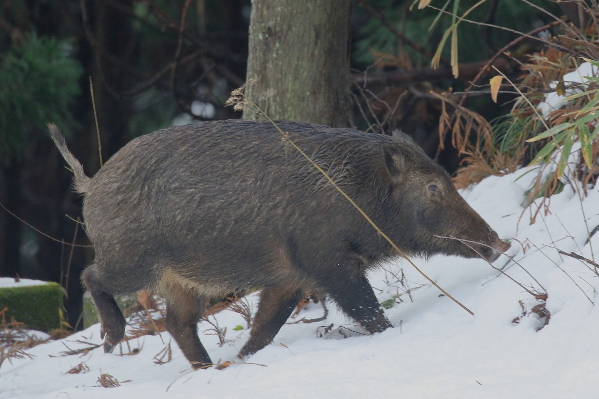 Animals - ML646460537