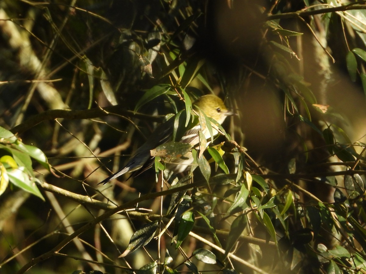 Reinita Castaña - ML646460539