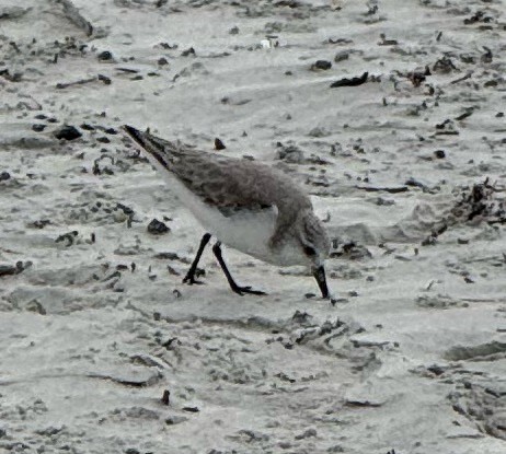 Western Sandpiper - ML646460555