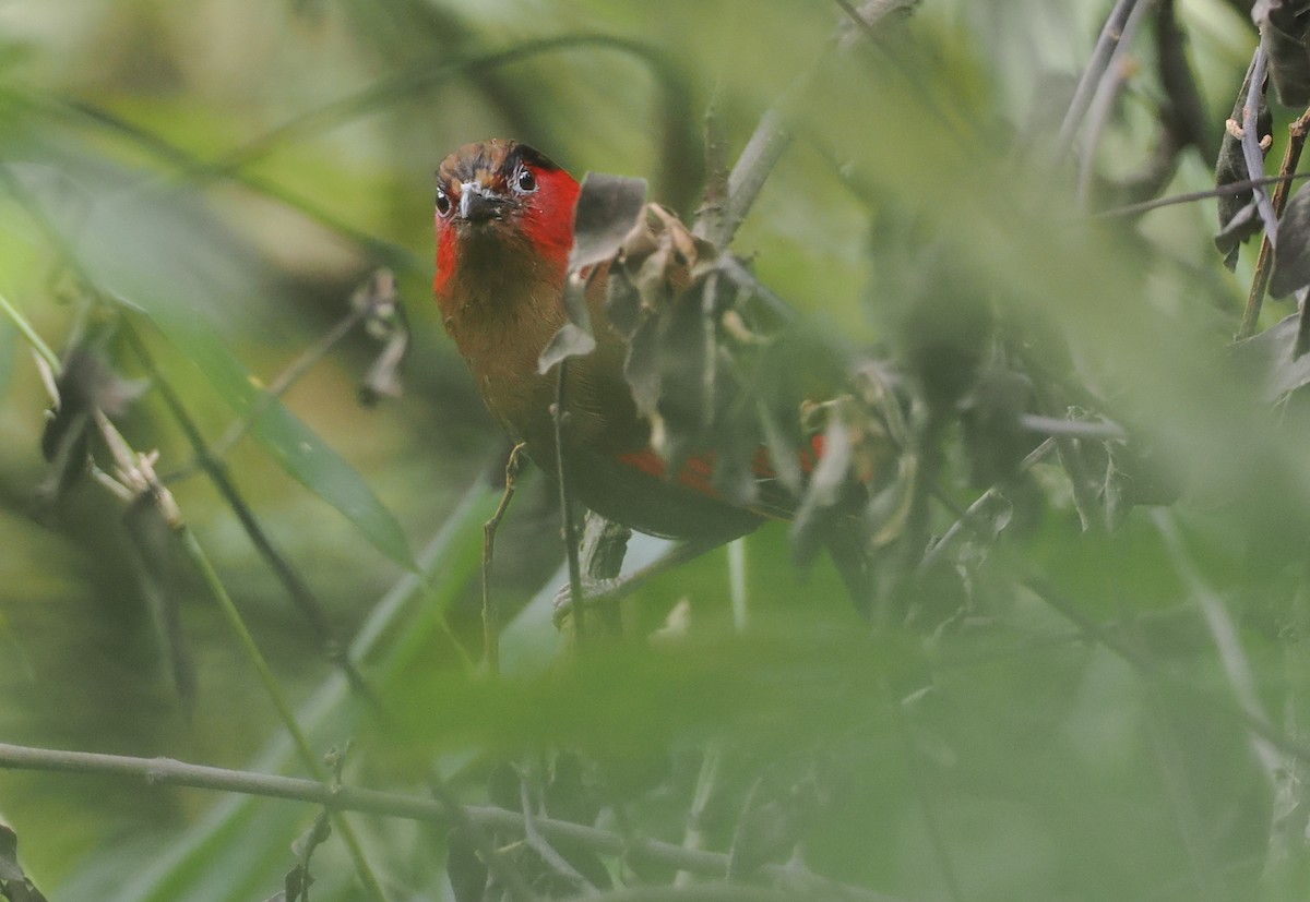 アカガオヤブドリ - ML646460556