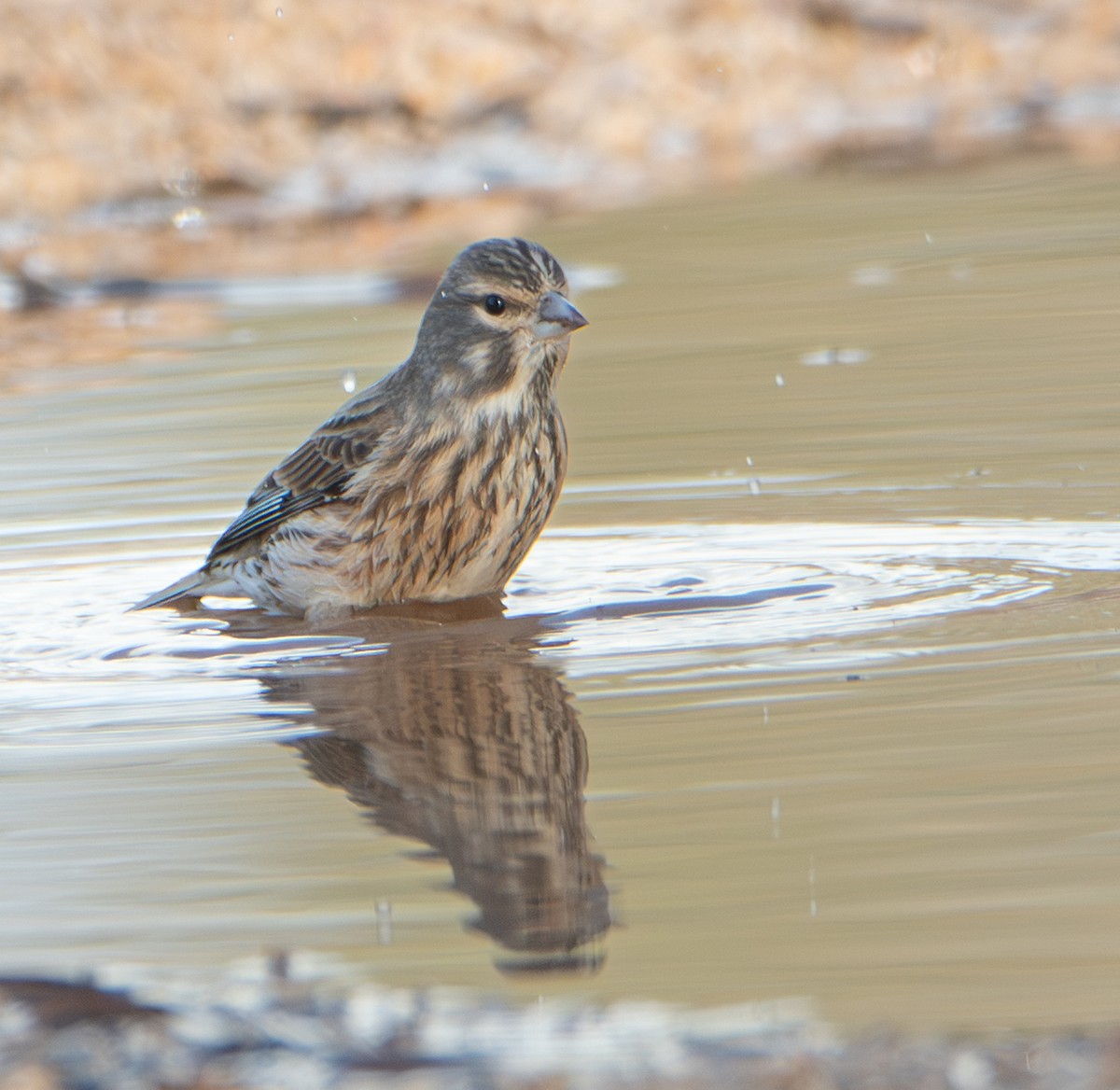 赤胸朱頂雀 - ML646460561