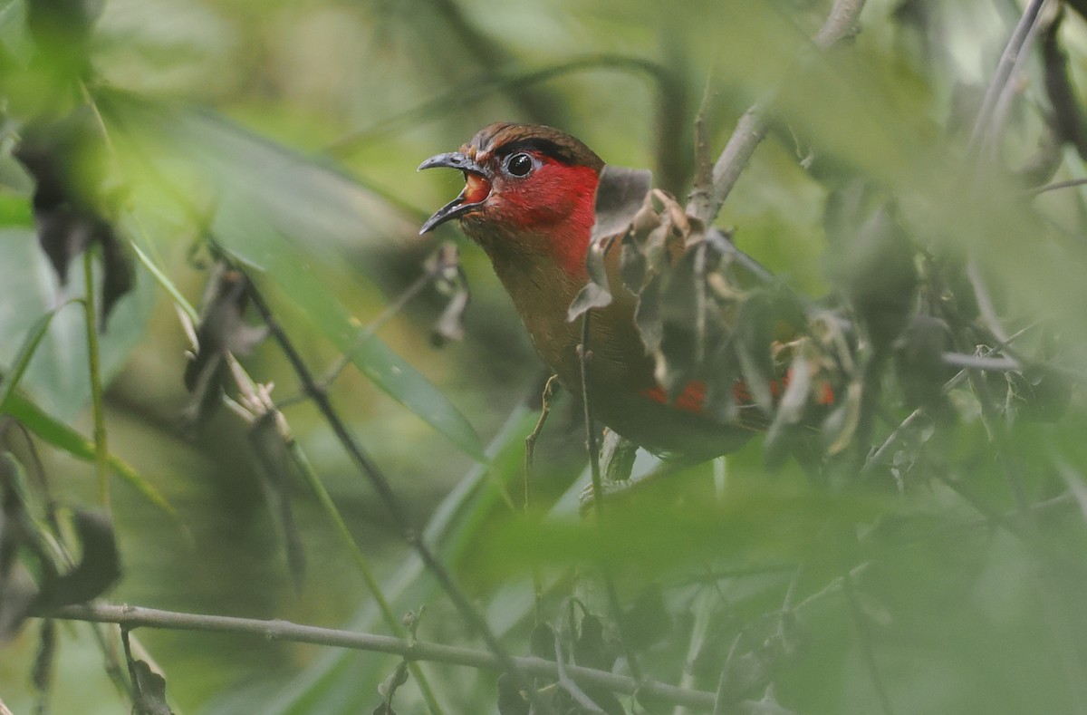 アカガオヤブドリ - ML646460562