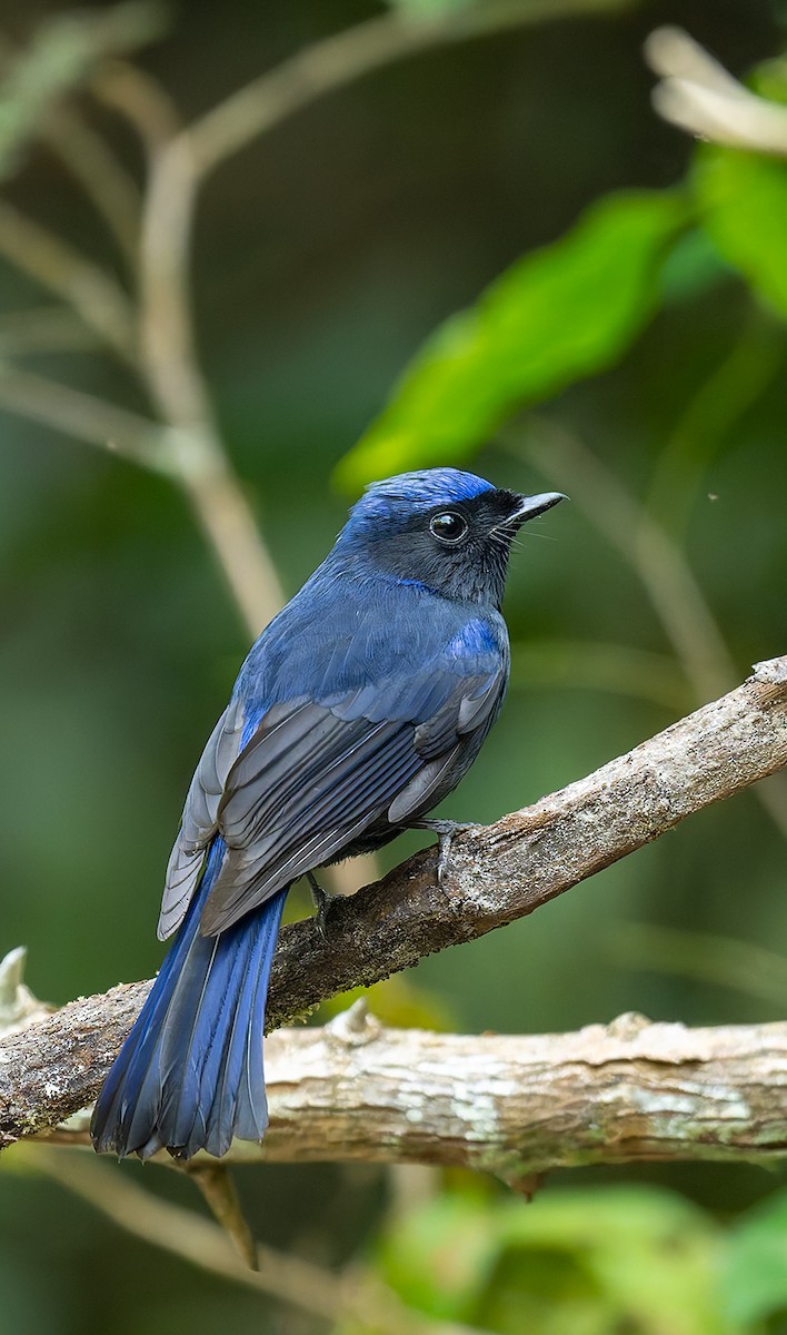 Large Niltava - ML646460564