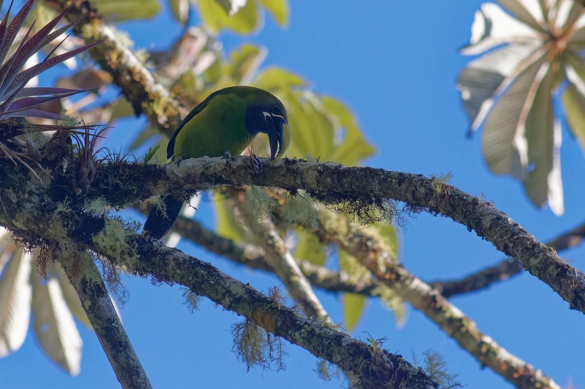 Northern Emerald-Toucanet - ML646460570
