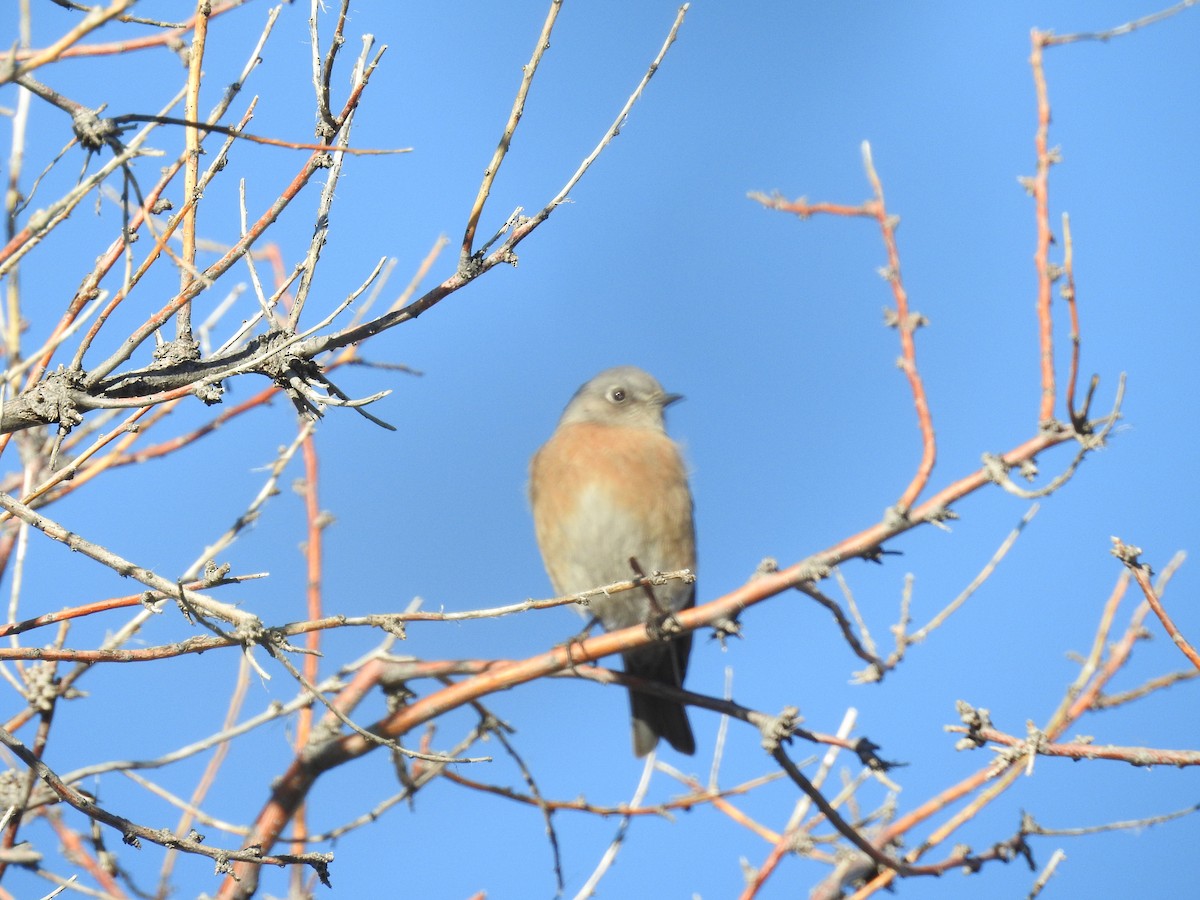 Western Bluebird - ML646460571