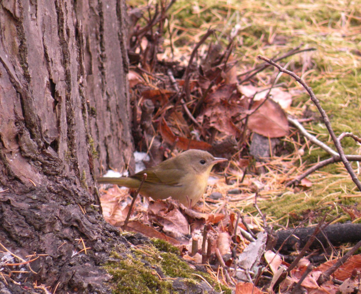 Common Yellowthroat - ML646460574
