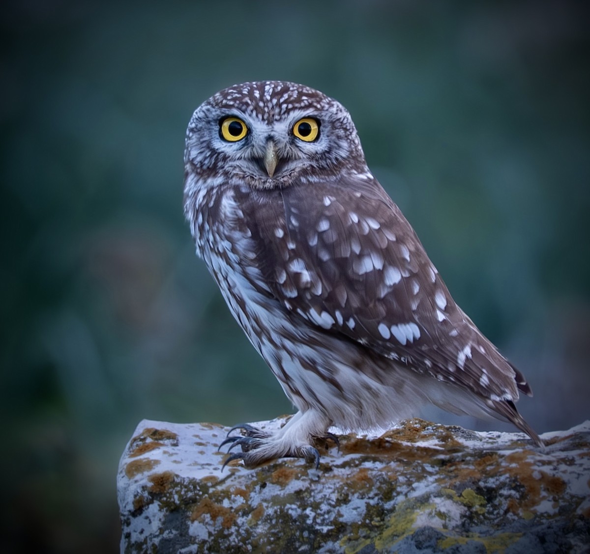 Little Owl - ML646460575