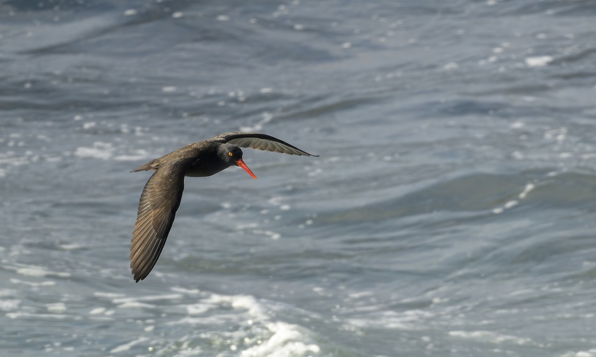 Black Oystercatcher - ML646460583
