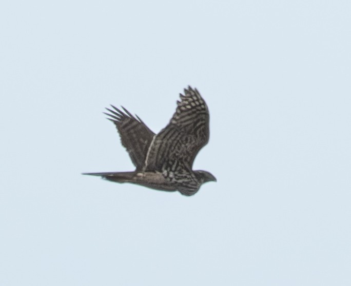 Eurasian Goshawk - ML646460585