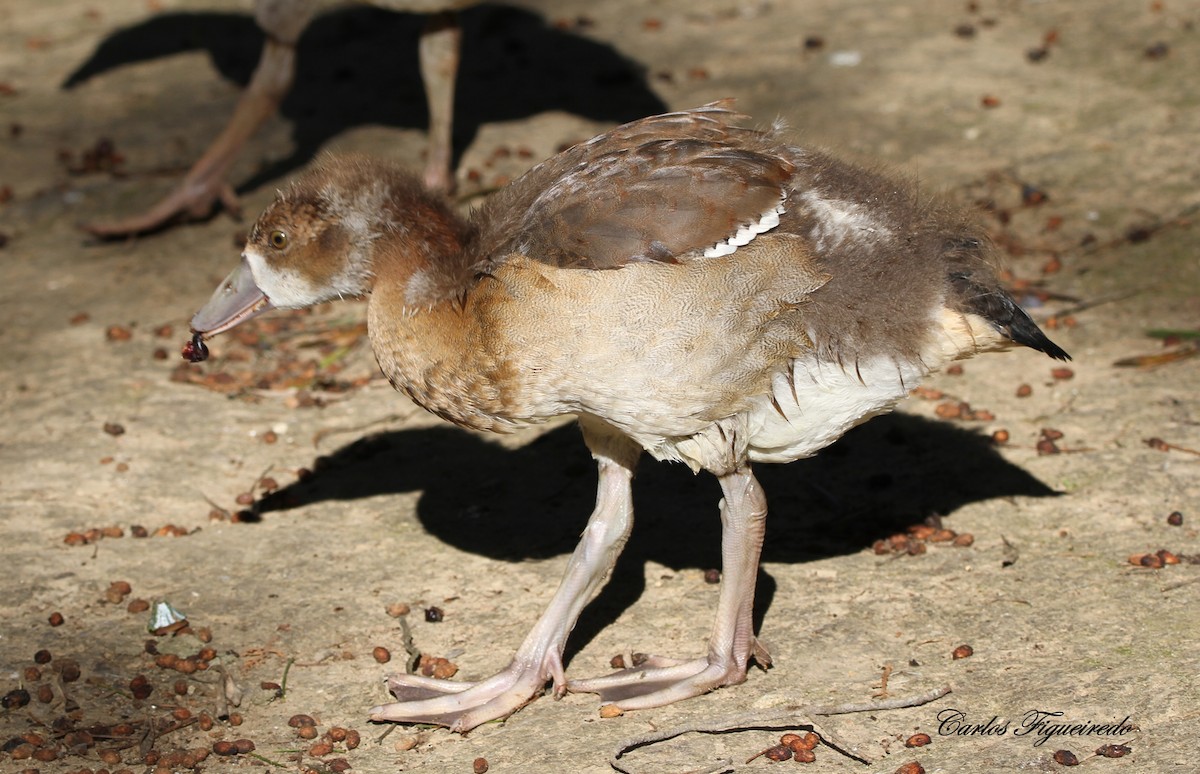 Egyptian Goose - ML646460586
