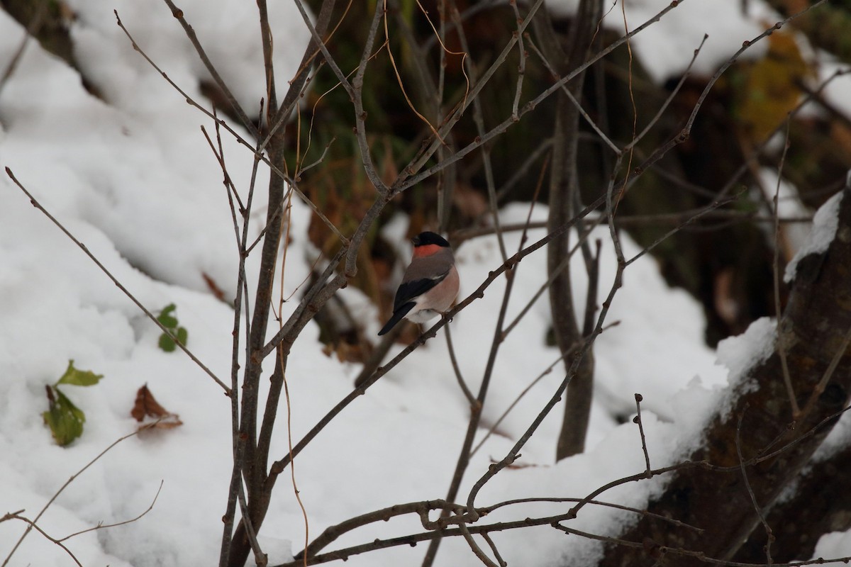 Снігур звичайний - ML646460588