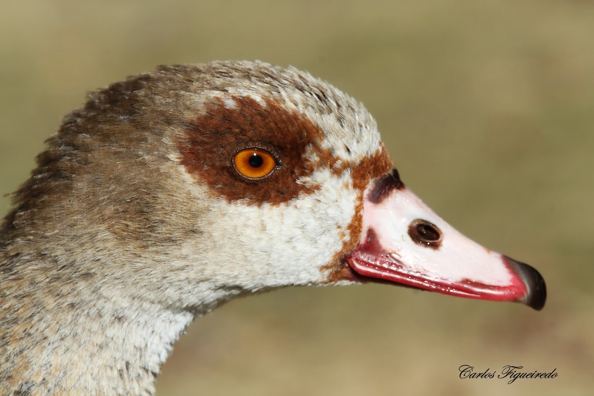 Egyptian Goose - ML646460590