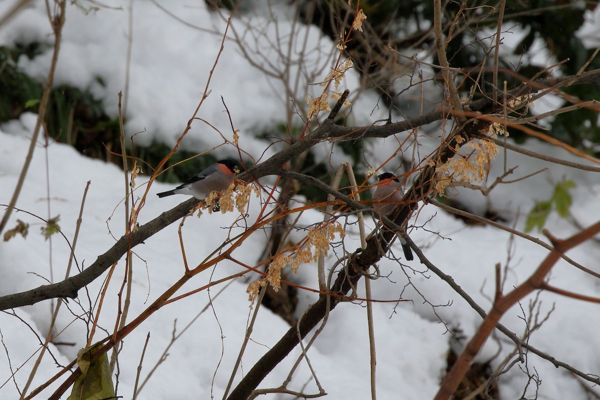 Снігур звичайний - ML646460591