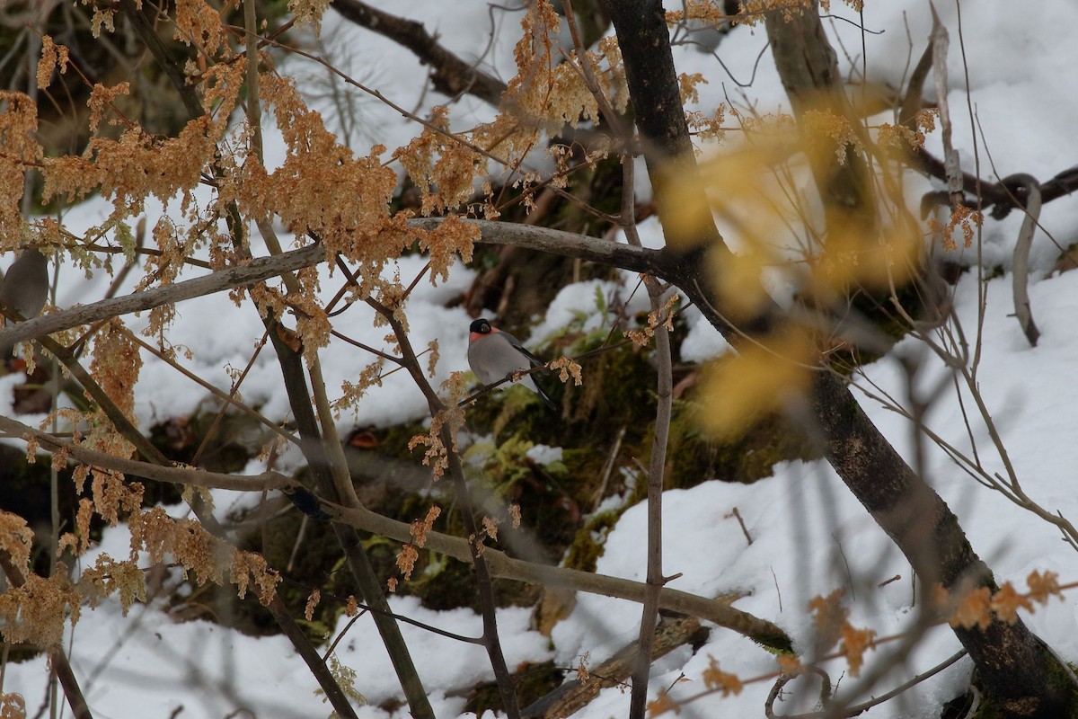 Снігур звичайний - ML646460592