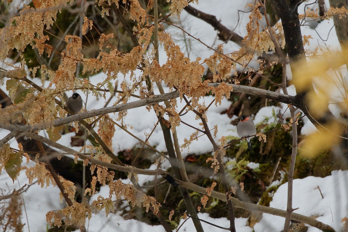 Снігур звичайний - ML646460593