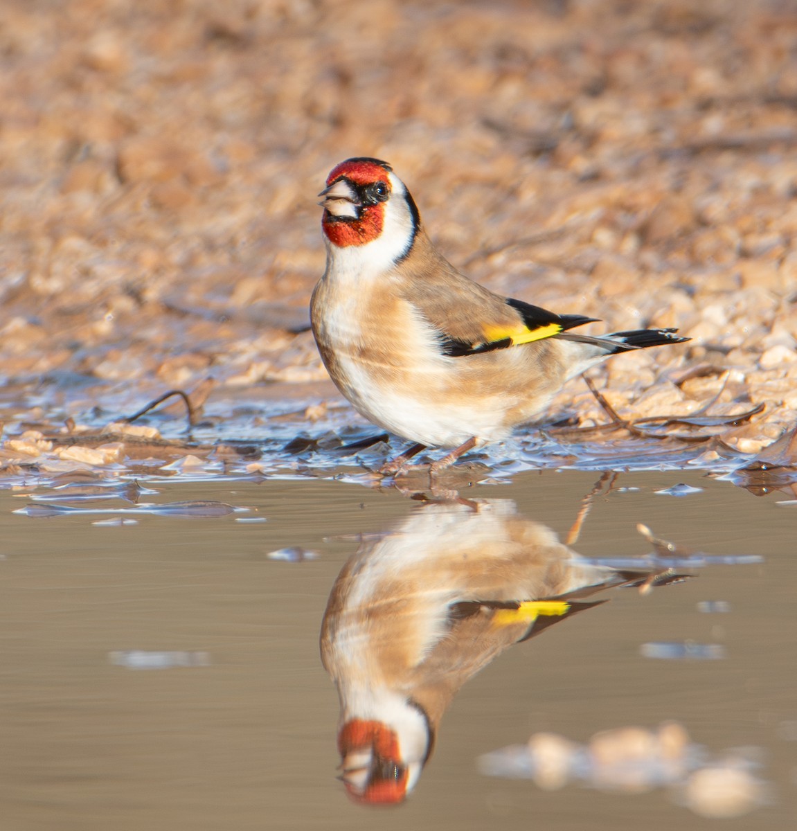 European Goldfinch - ML646460594
