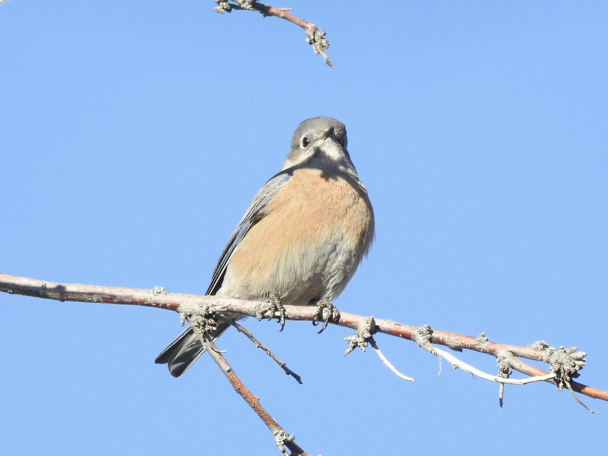Western Bluebird - ML646460595