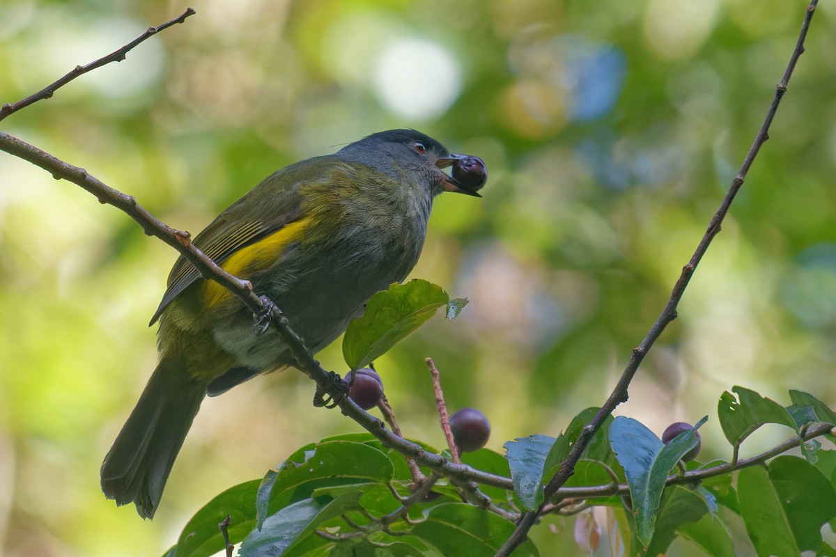 Black-and-yellow Silky-flycatcher - ML646460597