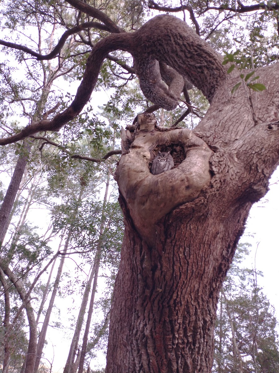 Eastern Screech-Owl - ML646460598