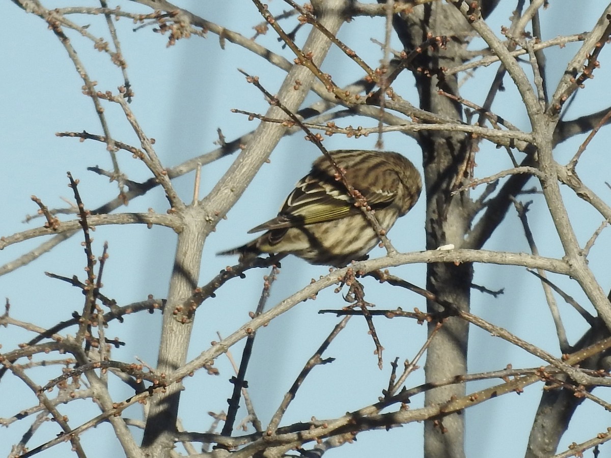 Pine Siskin - ML646460602