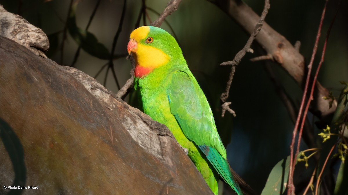 Superb Parrot - ML646460603