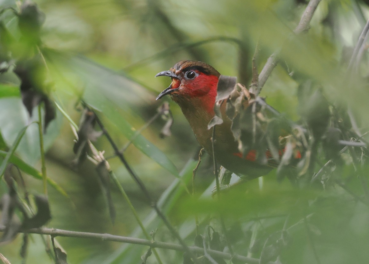 アカガオヤブドリ - ML646460604