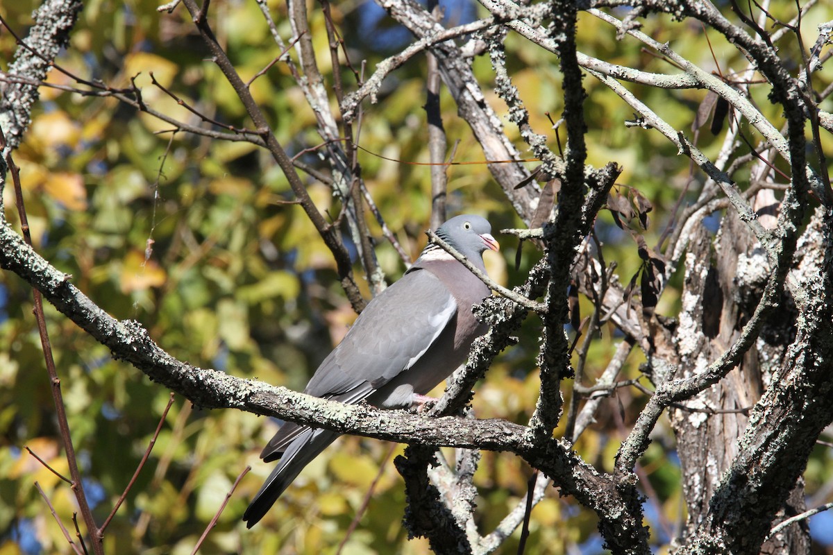 Common Wood-Pigeon - ML646460605