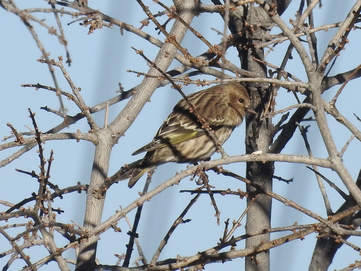 Pine Siskin - ML646460606