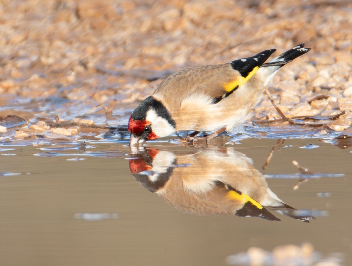 European Goldfinch - ML646460608