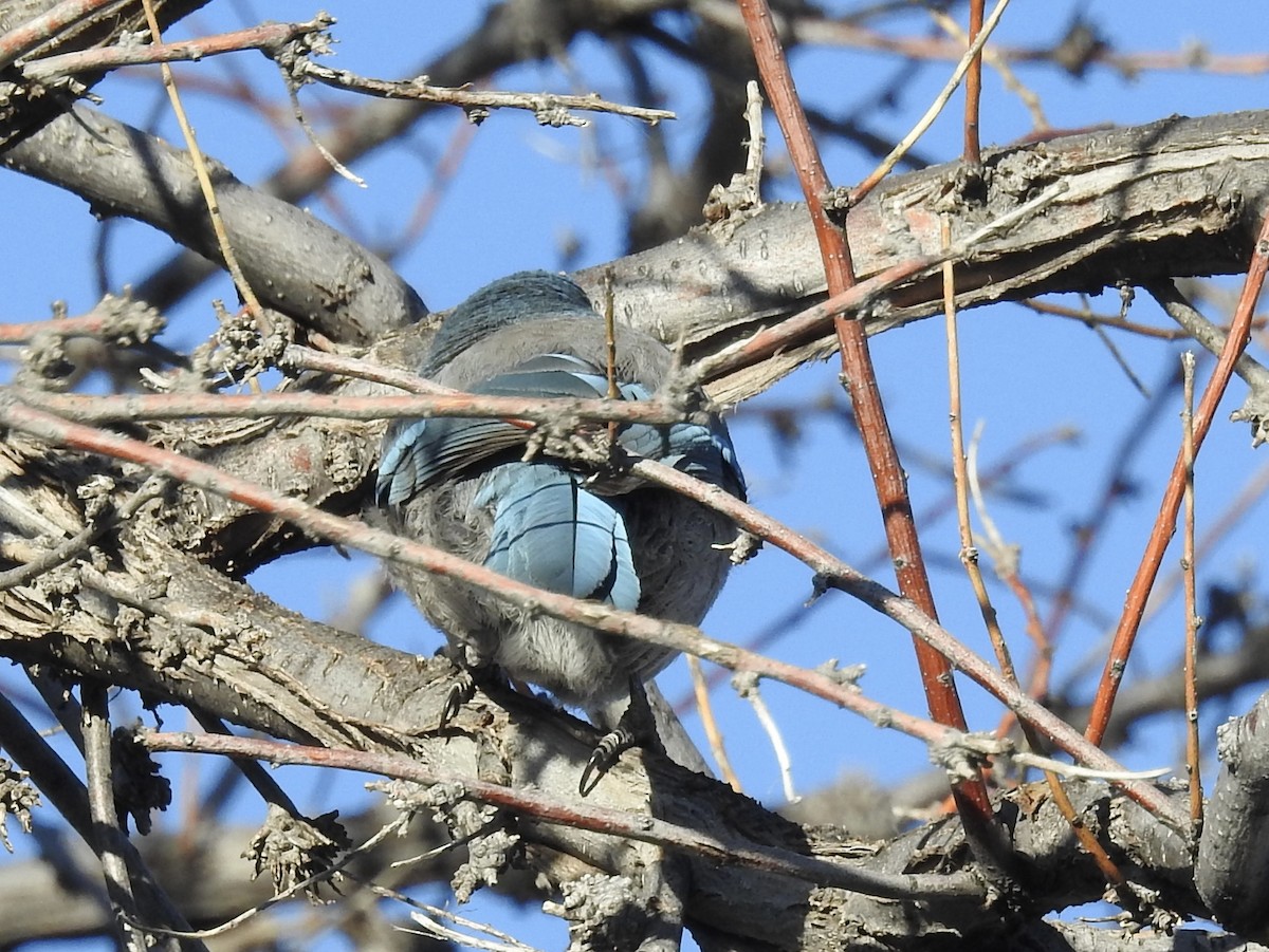 Woodhouse's Scrub-Jay - ML646460612