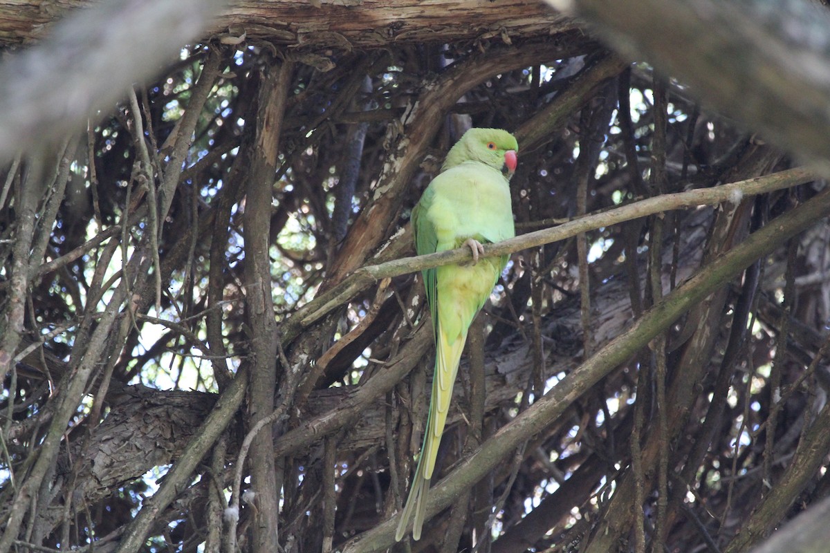 Rose-ringed Parakeet - ML646460614