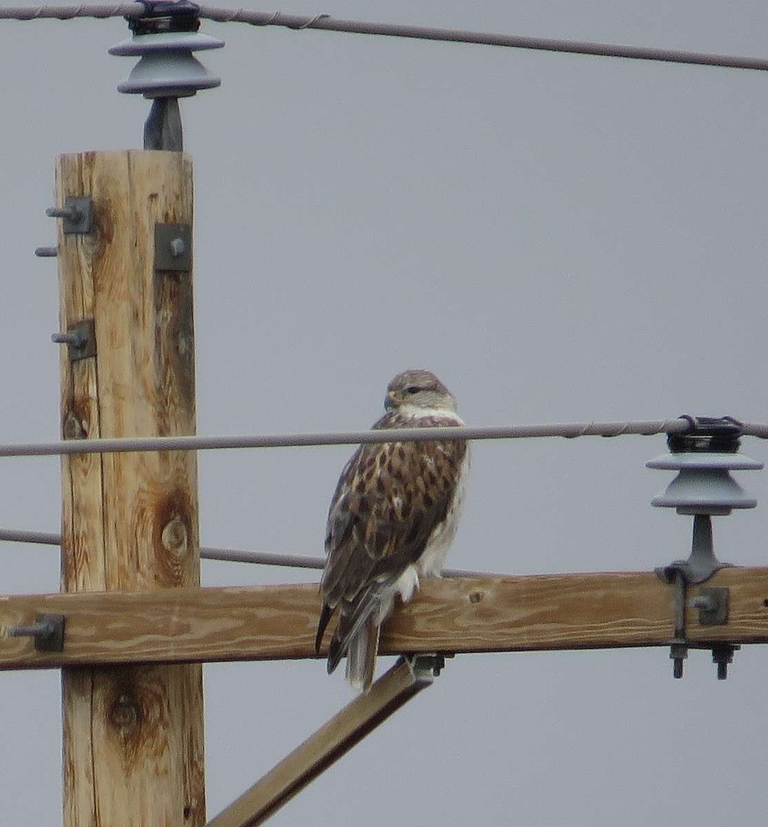 Ferruginous Hawk - ML646460618