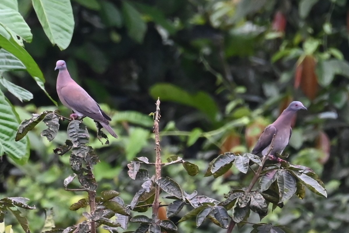 Pale-vented Pigeon - ML646460626