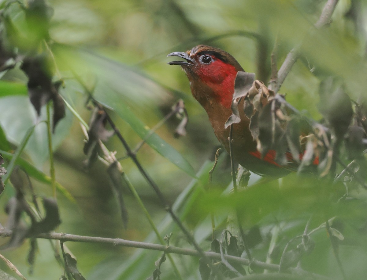 アカガオヤブドリ - ML646460628