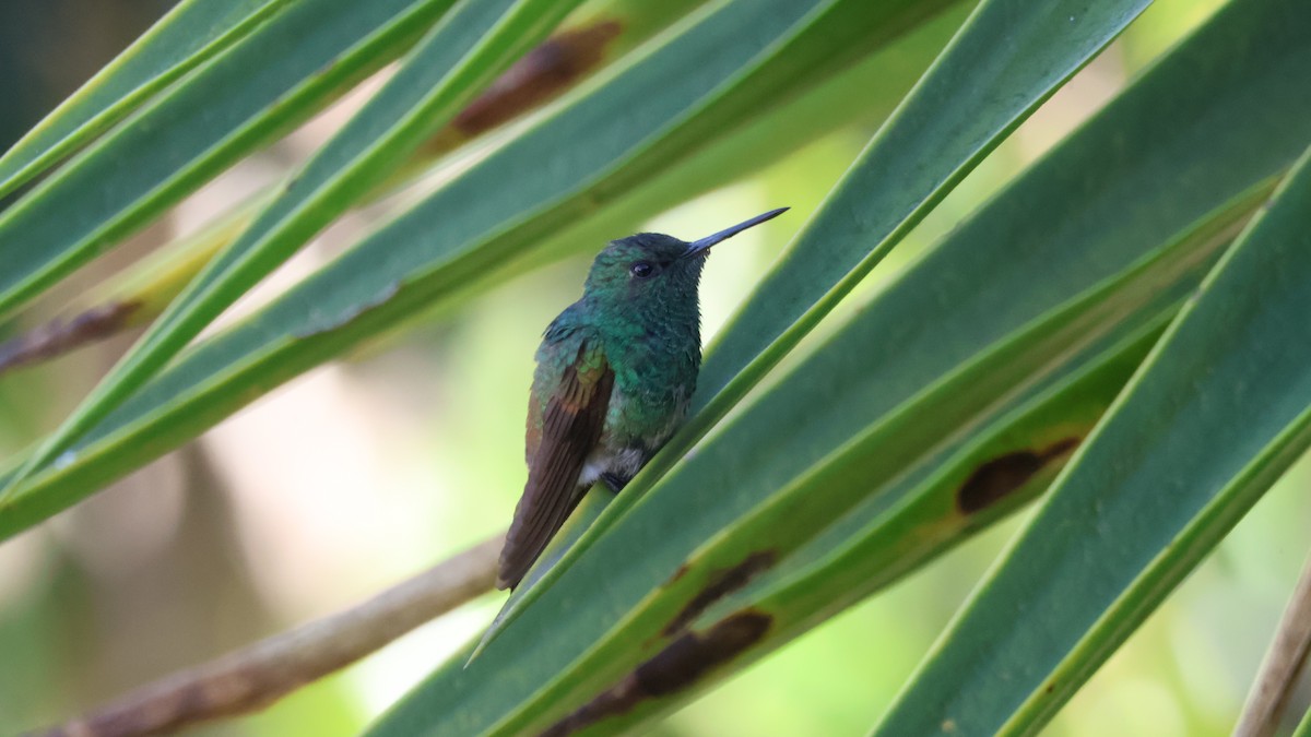 Berylline Hummingbird - ML646460629