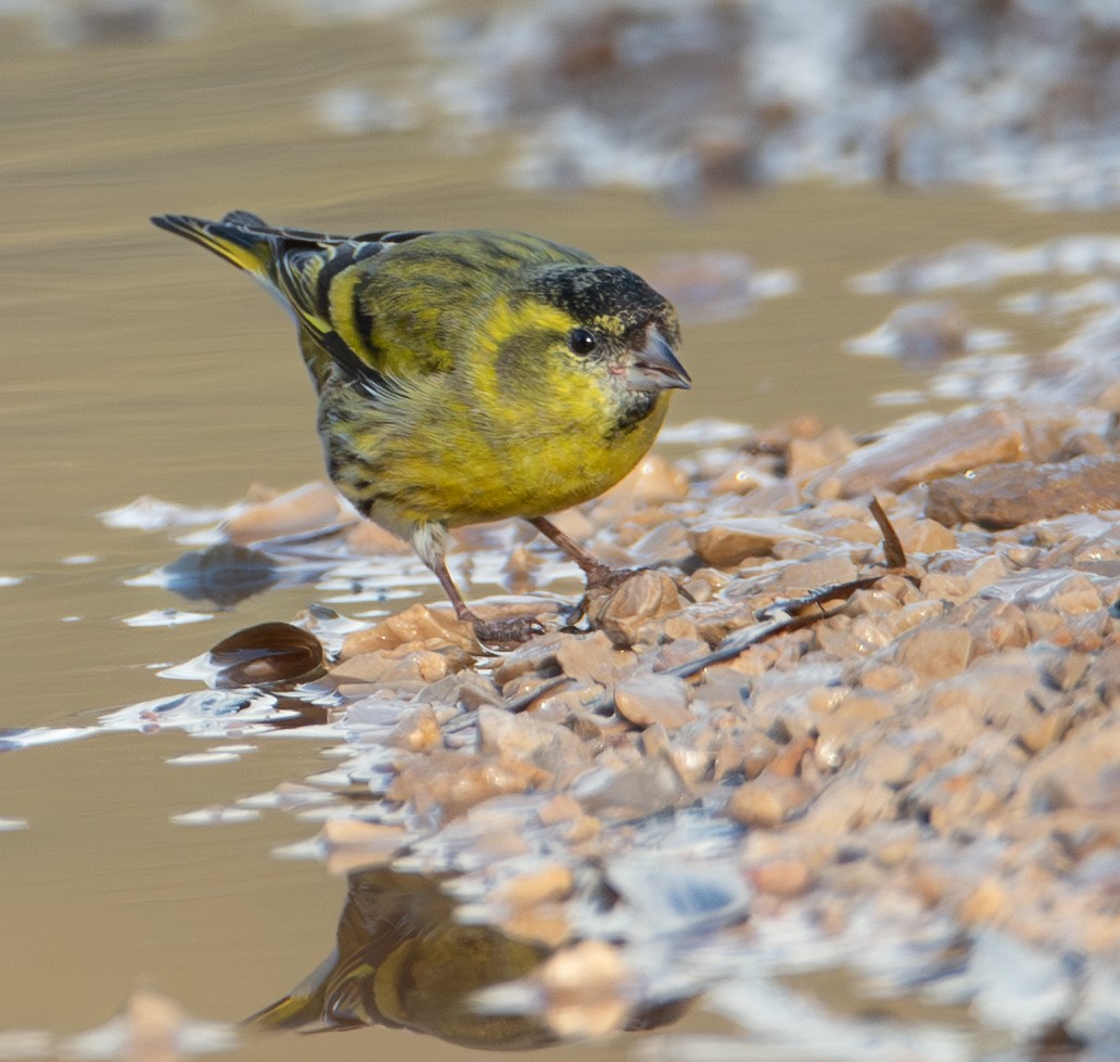 黃雀 - ML646460630