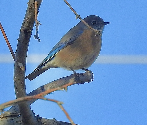 Western Bluebird - ML646460632