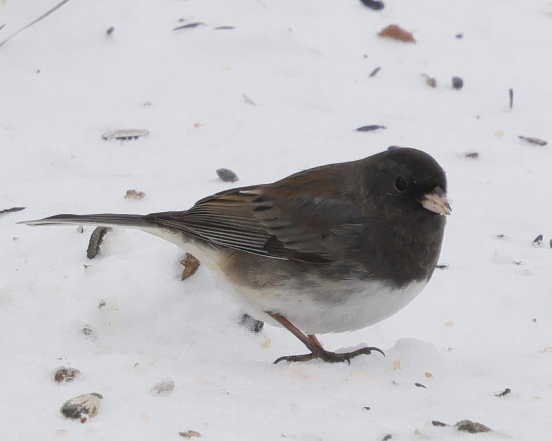Серый юнко (hyemalis/carolinensis/cismontanus) - ML646460634