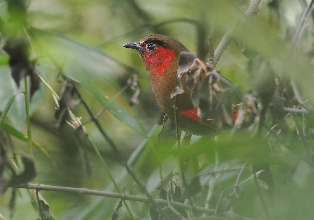 アカガオヤブドリ - ML646460637